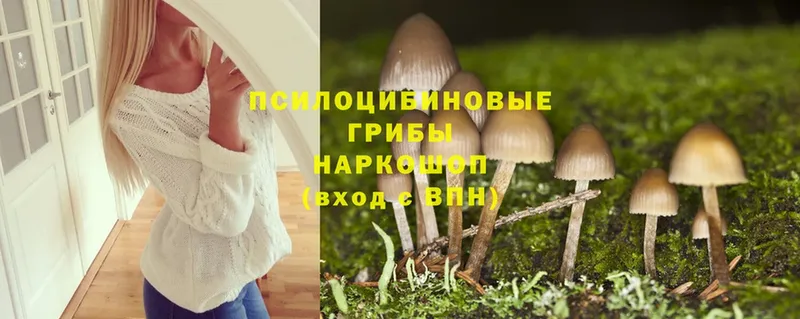 Псилоцибиновые грибы Cubensis  Бирск 